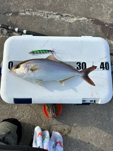 シオの釣果