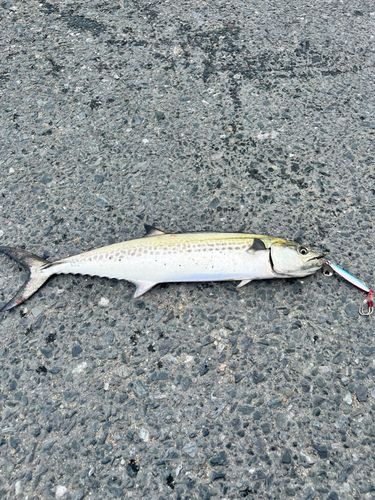 サゴシの釣果