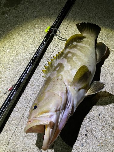 アラの釣果