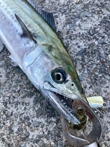 サゴシの釣果