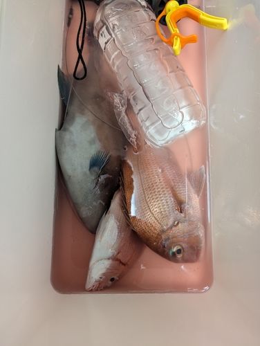 マダイの釣果