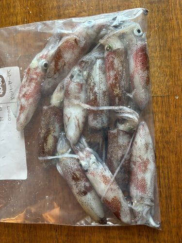 マメイカの釣果