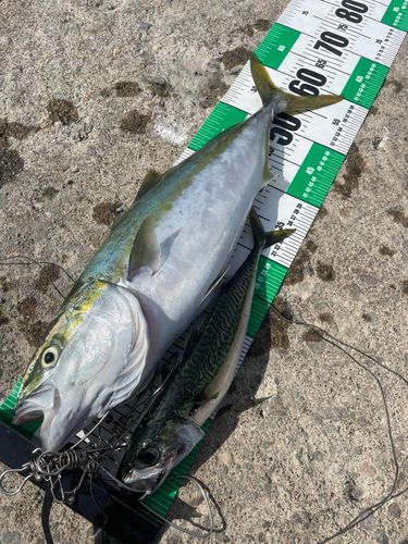 ワラサの釣果
