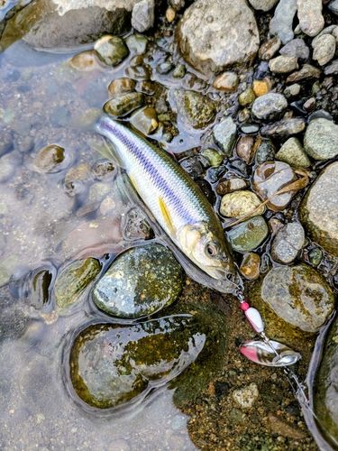 カワムツの釣果