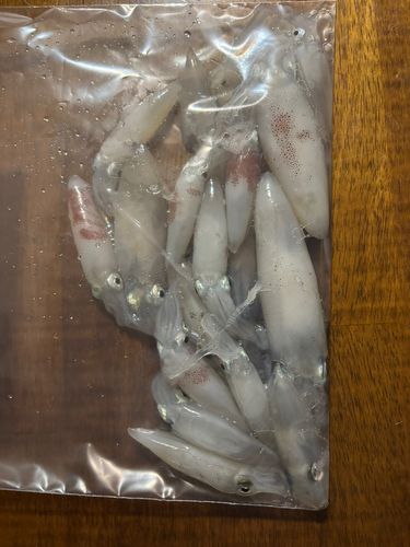 マメイカの釣果
