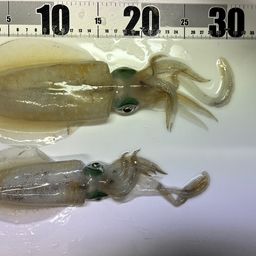アオリイカ