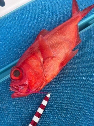 キンメダイの釣果