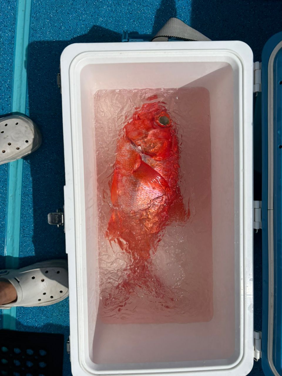 どかじゃさんの釣果 2枚目の画像