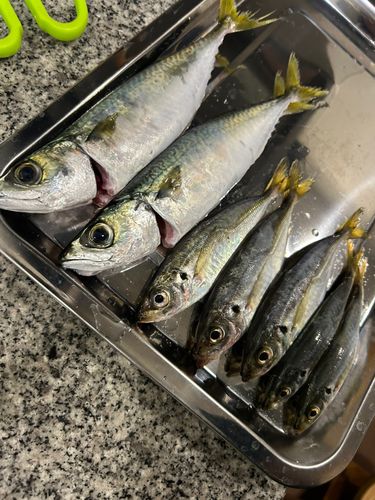 サバの釣果