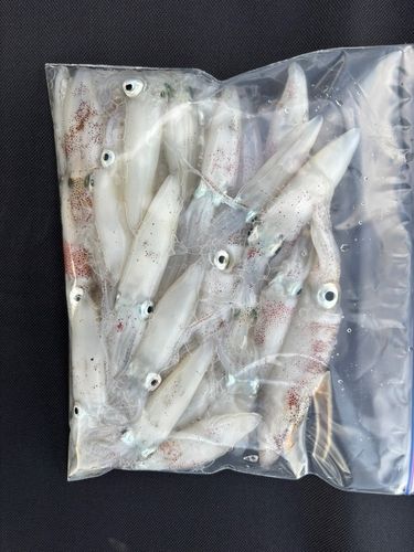 マメイカの釣果
