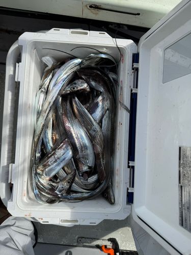 タチウオの釣果