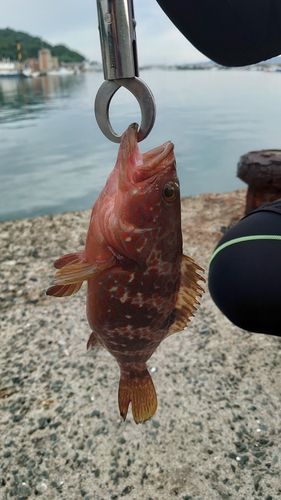 アコウの釣果