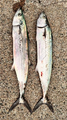 サゴシの釣果