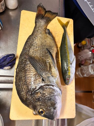 チヌの釣果