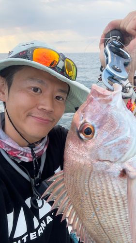 マダイの釣果