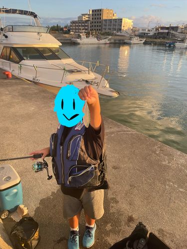 ミナミイケカツオの釣果