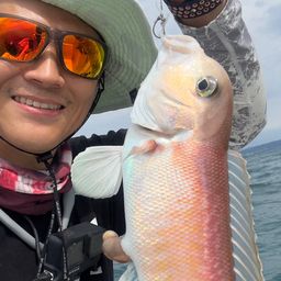 シロアマダイ