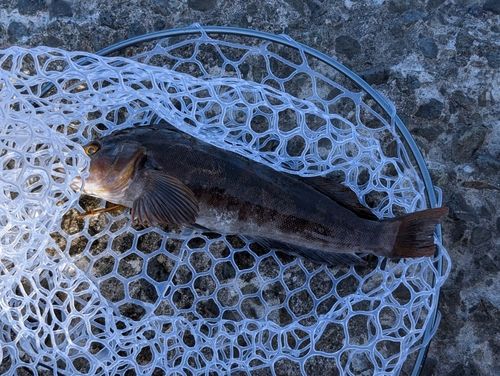アイナメの釣果