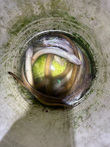 アナゴの釣果