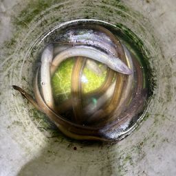 アナゴ