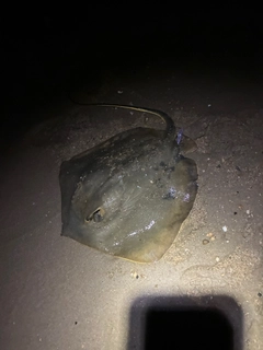 アカエイの釣果