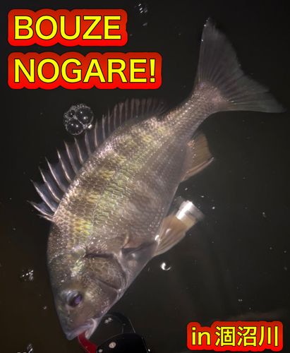 クロダイの釣果