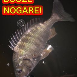 クロダイ