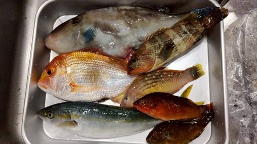 釣果