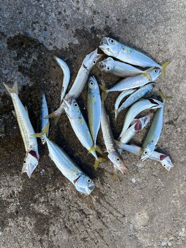 アカカマスの釣果