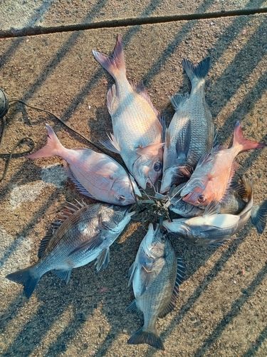 タイの釣果