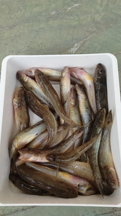 マハゼの釣果
