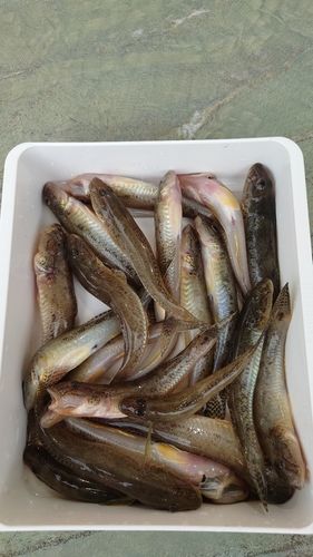 マハゼの釣果