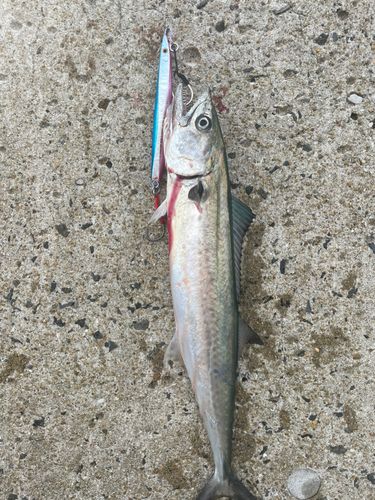 サゴシの釣果