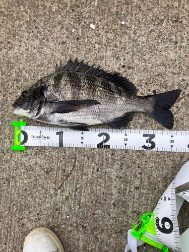 クロダイの釣果