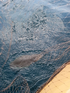 モンゴウイカの釣果