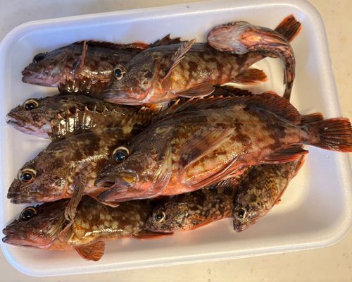 カサゴの釣果