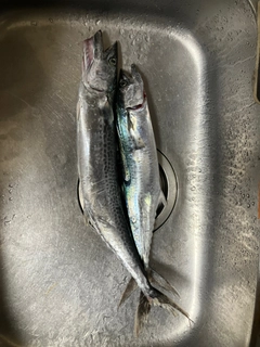 サゴシの釣果
