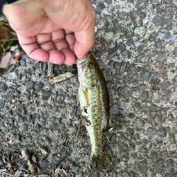 ラージマウスバス