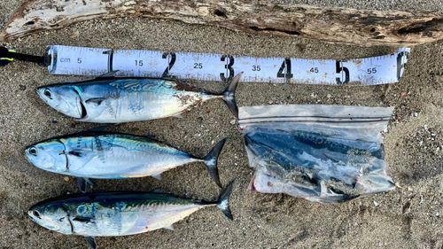 ソウダガツオの釣果