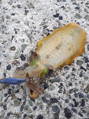アオリイカの釣果
