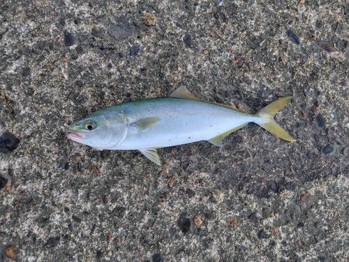 コゾクラの釣果