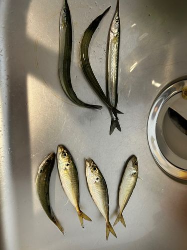 サヨリの釣果
