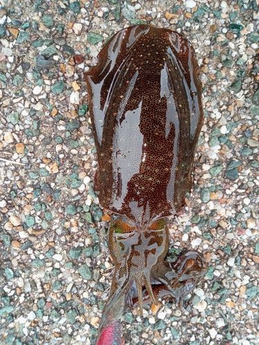 アオリイカの釣果