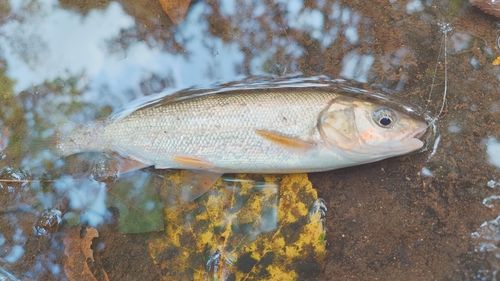 ウグイの釣果