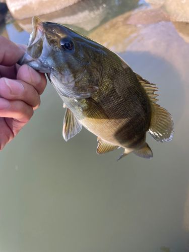 スモールマウスバスの釣果