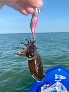 コウイカの釣果