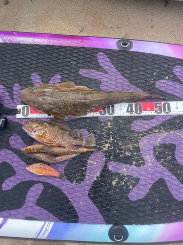 カサゴの釣果
