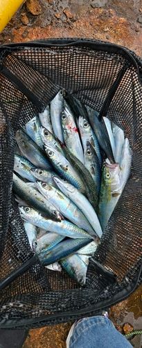 サバの釣果