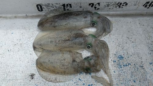 セントレア沖