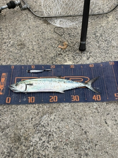 サゴシの釣果